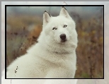 Biały, Siberian, Husky